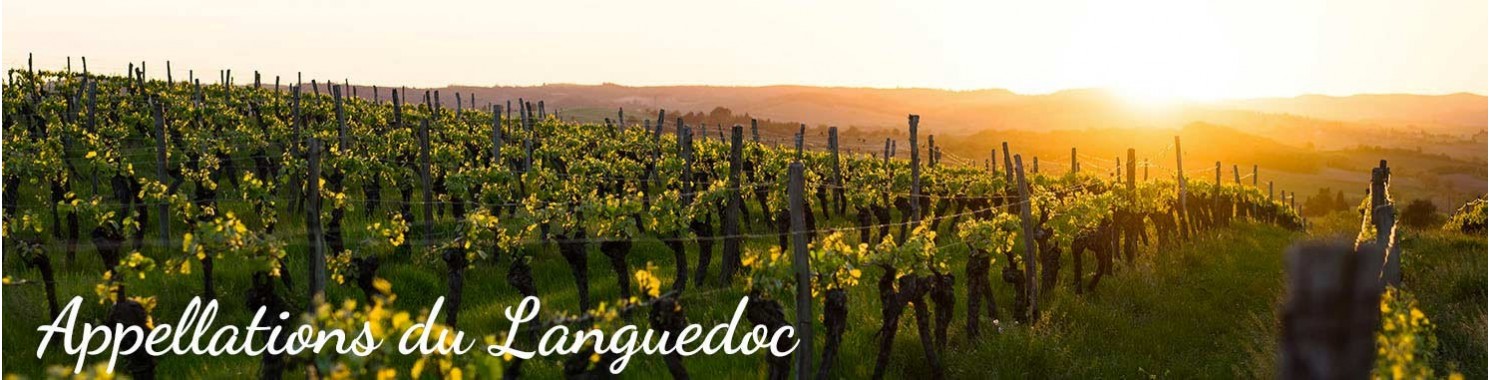 Le Languedoc, Grande région viticole