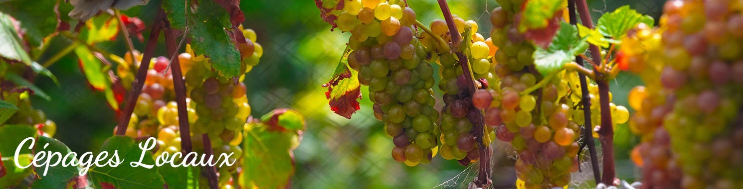 Cépages locaux du Languedoc et du Sud-Ouest - les vins Wine'OC associés