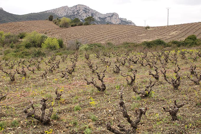 Les nectars du Roussillon, Domaine Paul Meunier Centernach