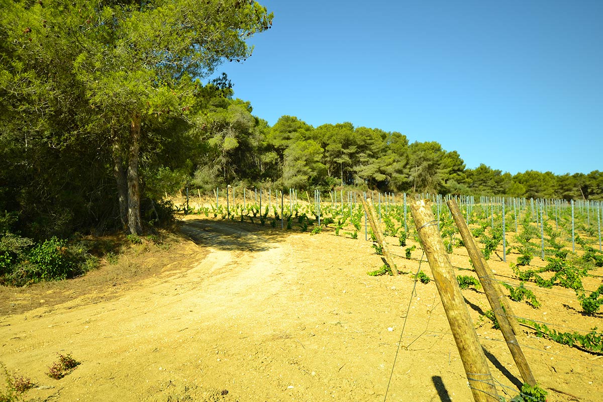 Les vins du Languedoc, Château La Vernède