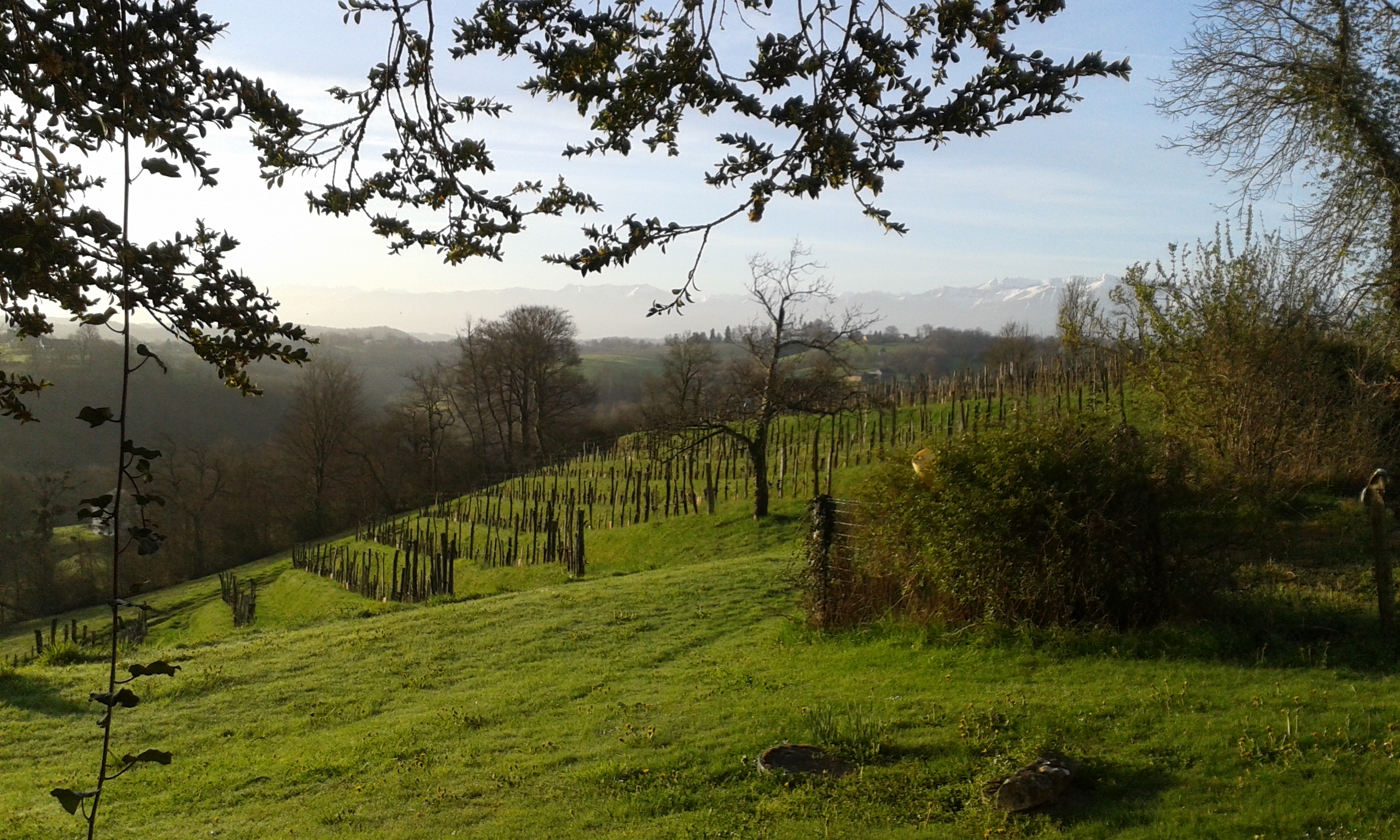 Domaine Camin Larredya en AOP Jurançon