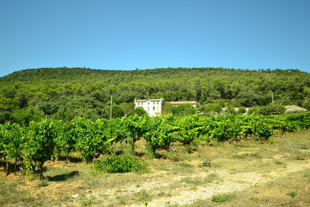 Vins bios du Languedoc