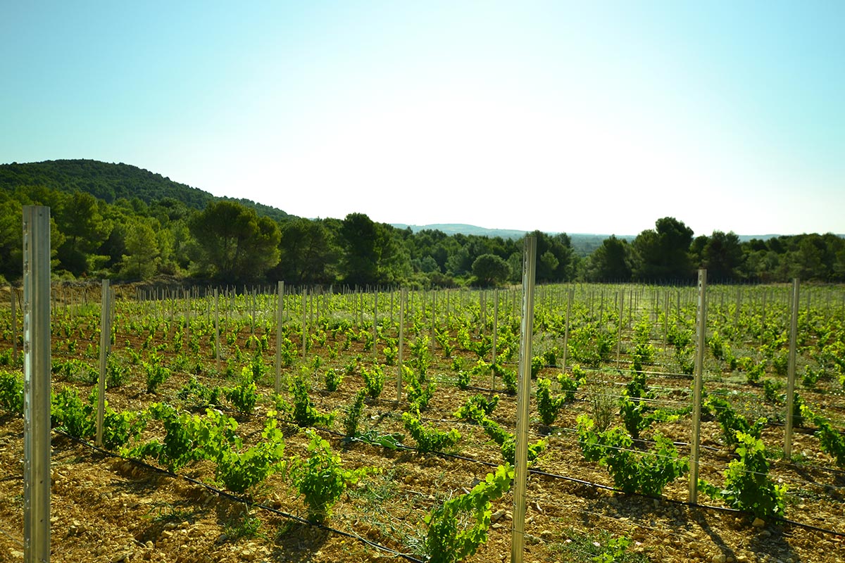 Vignes bios du Languedoc
