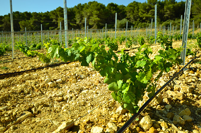 Château La Vernede, vins bios du Languedoc