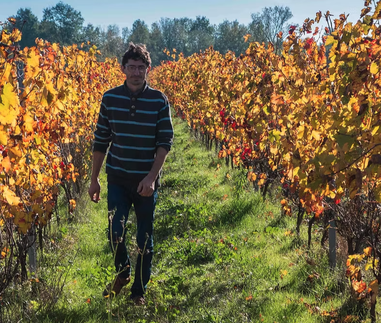 Vigne du Domaine Viguerie, vins des Toulousains, Fronton