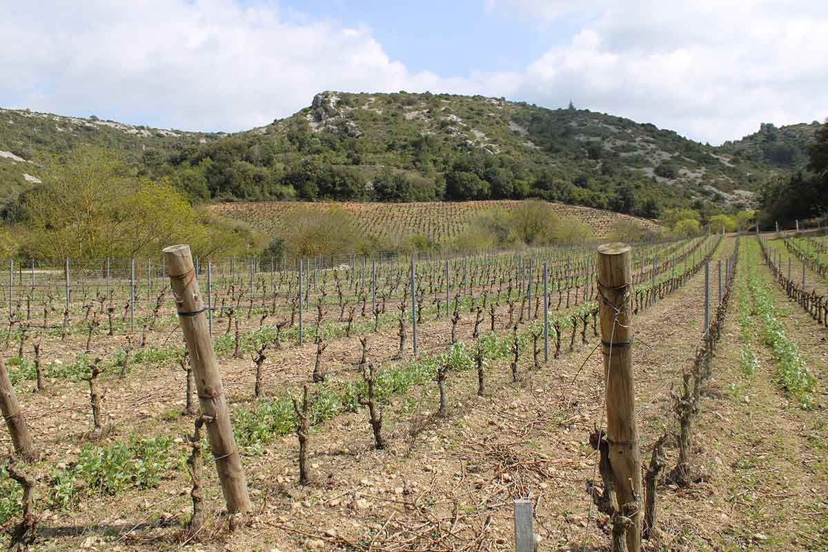 Vins bios du Languedoc