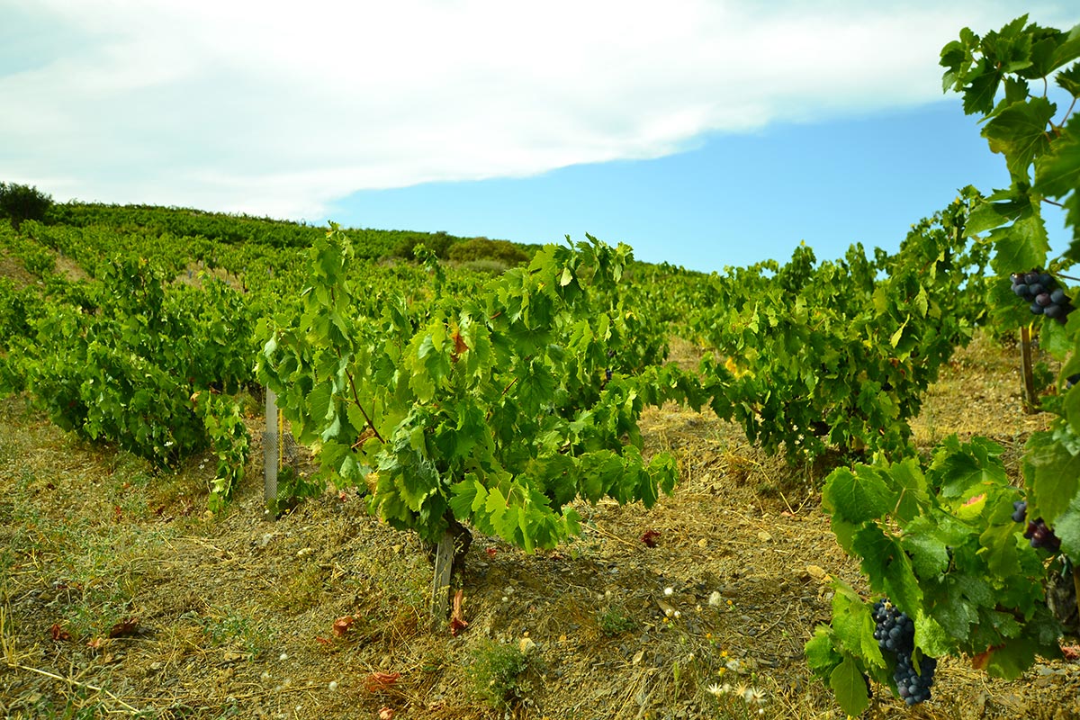 Vignes cultivées en bio et biodyamie dans le Faugères