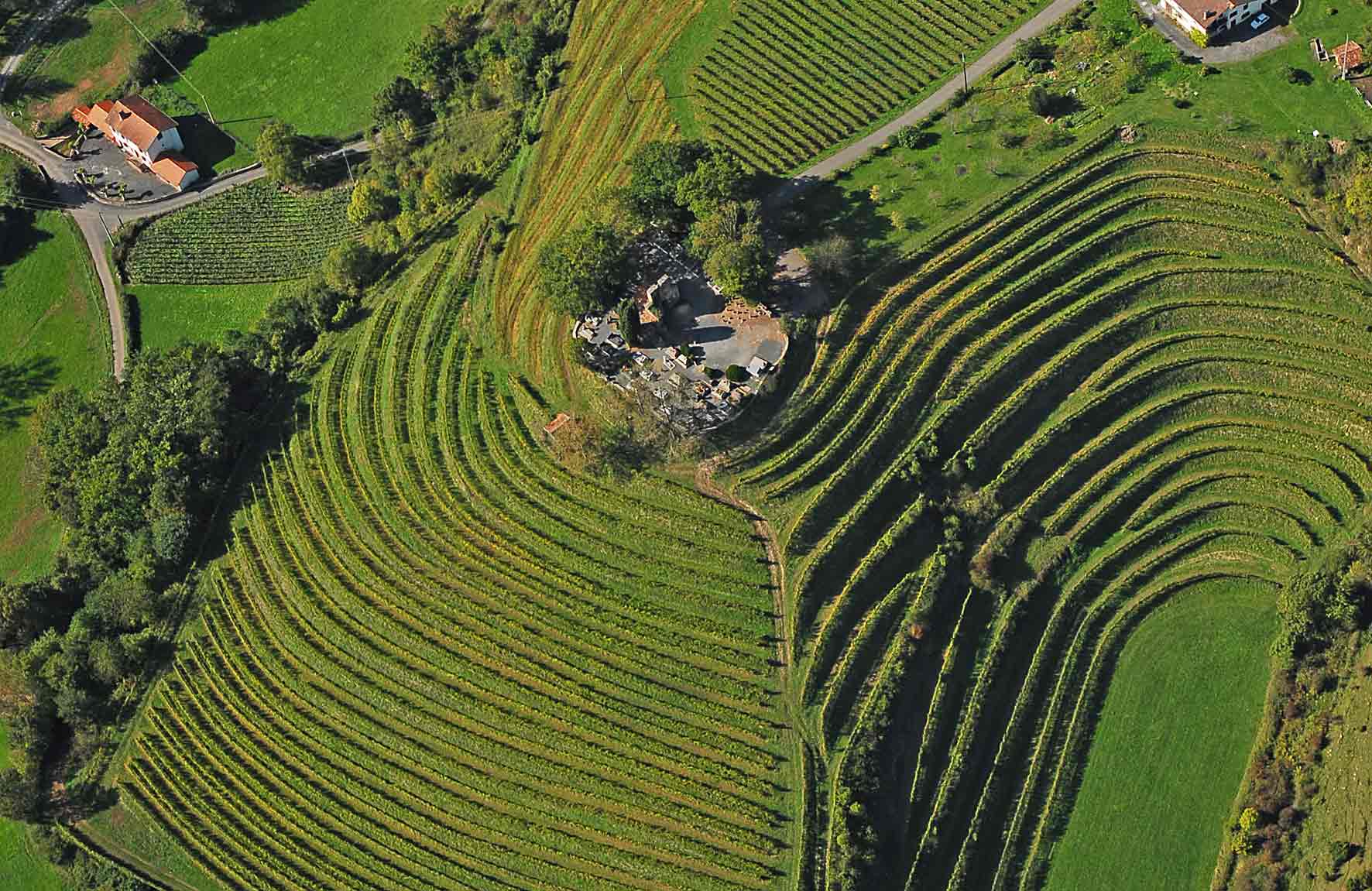 Vigne du Domaine La Croix Gratiot, Picpoul de Pinet