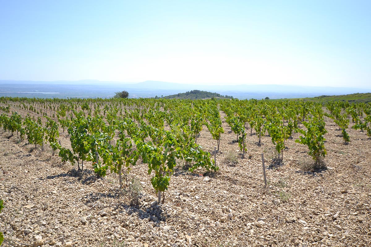vignes en bio Minervois, vin du languedoc