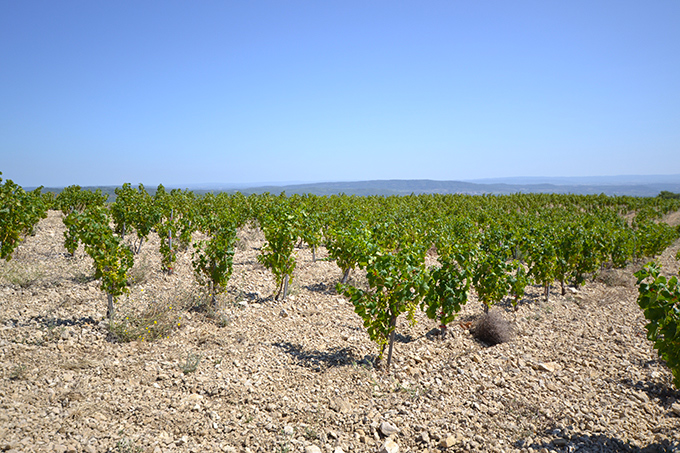 Vignes bios du Domaine De Courbissac, vins du Languedoc