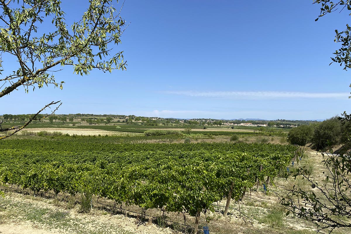 vins bios Languedoc