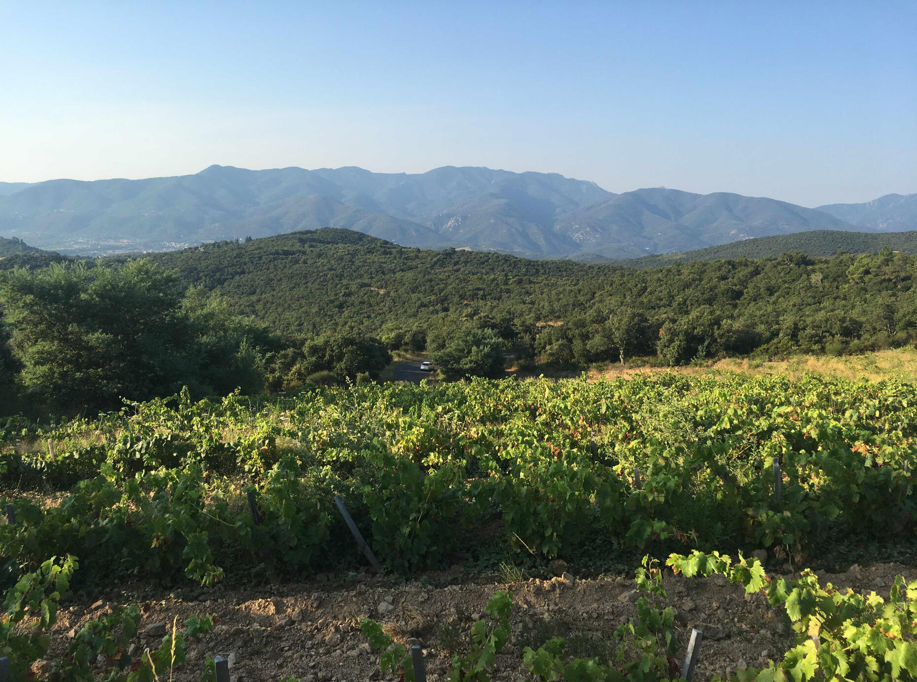 Vigne du Domaine Jaça