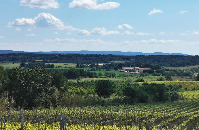 Vigne du Domaine La Croix Gratiot, Picpoul de Pinet