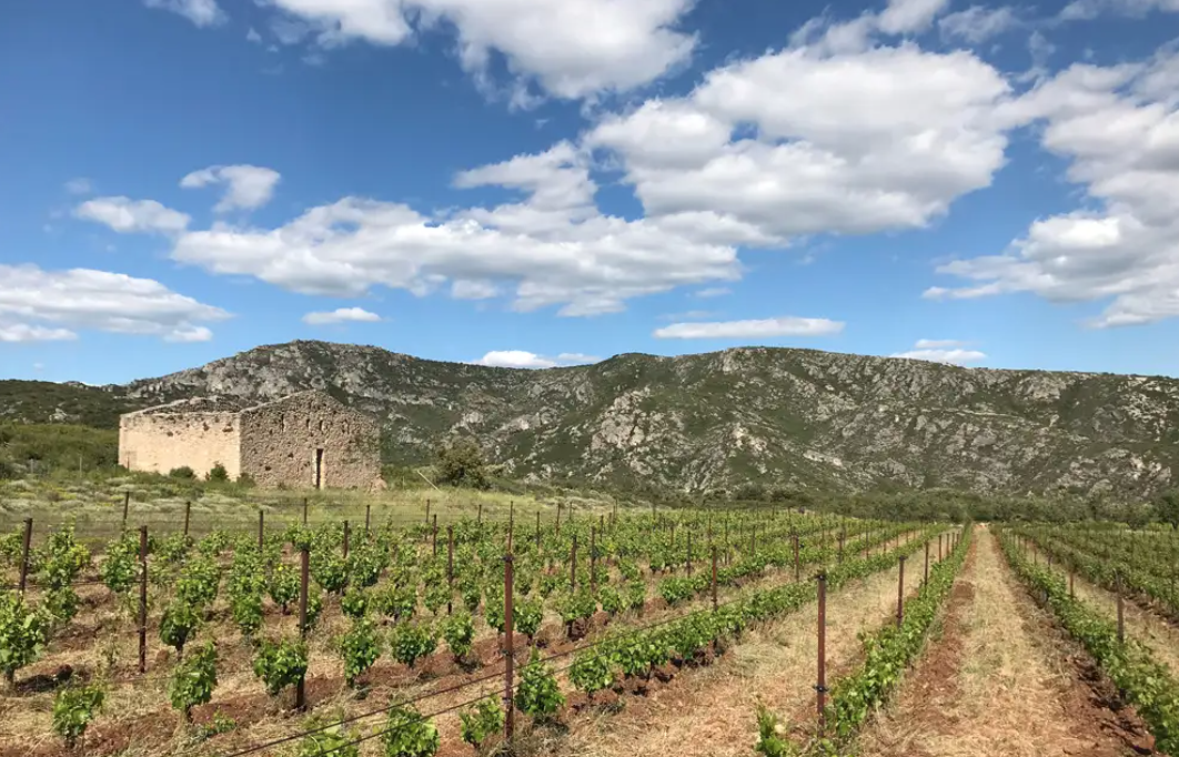 Vigne du Domaine La Jasse Castel, vins des Terrasses du Larzac
