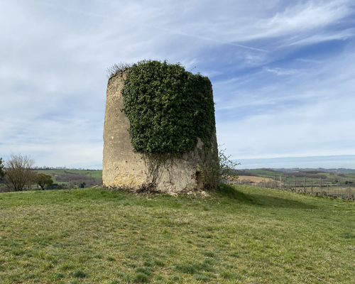 Moulin Beauregard, vignes du domaine Dominik Benz