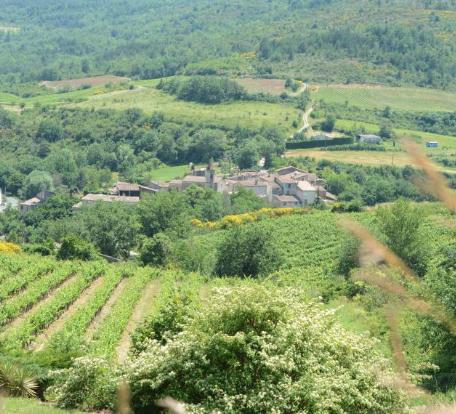 Vigne du domaine Monsieur S en AOP Limoux