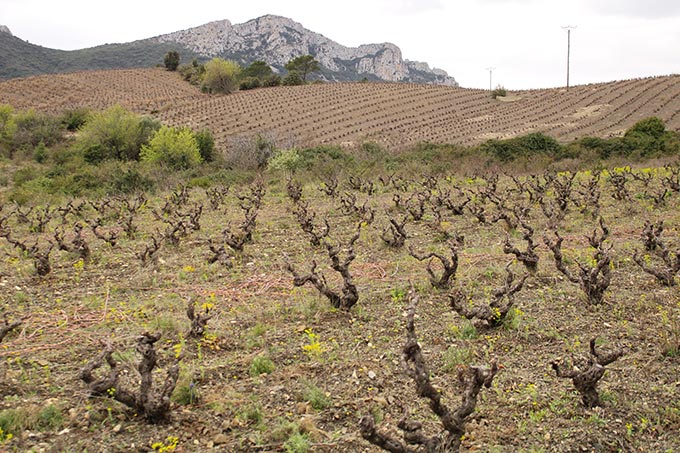 Vignes du Domaine Paul Meunier-vins du Roussillon