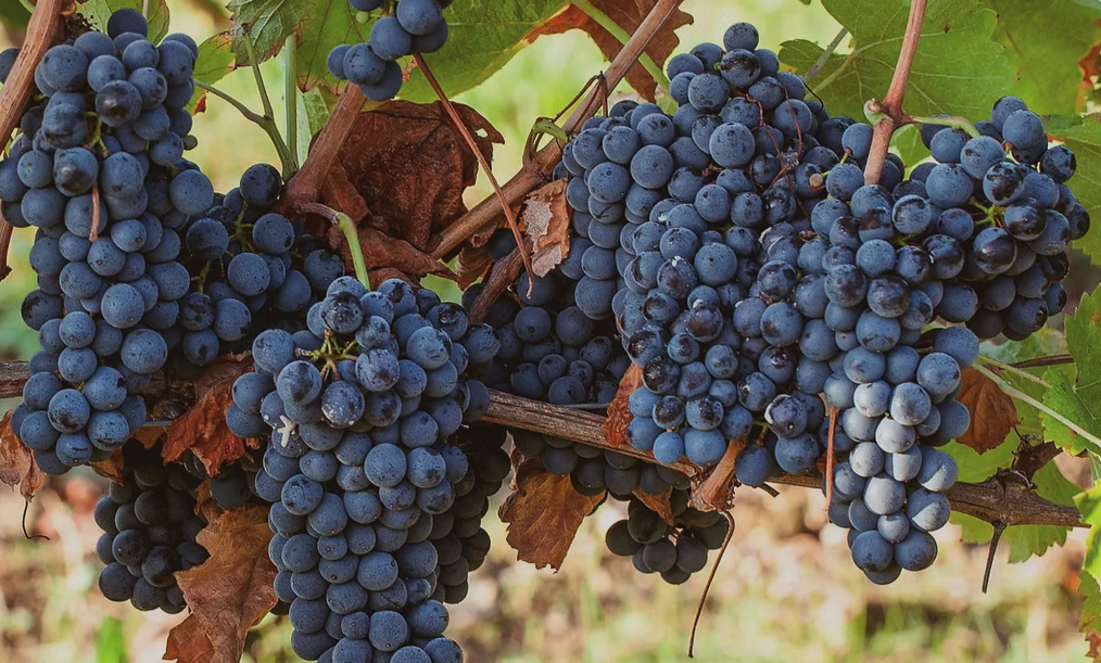Négrette, cépage emblématique de Fronton, vins AOC Fronton