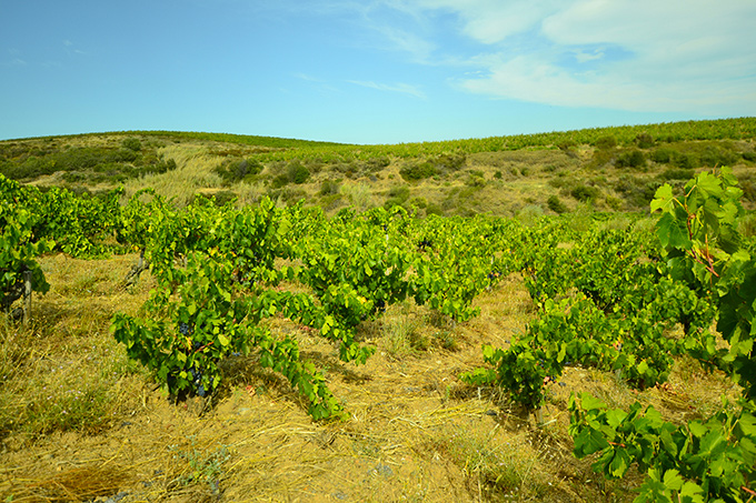 Domaine Binet-Jacquet, viticulture bio et biodynamique