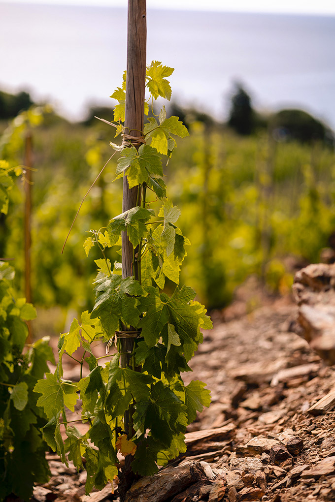 Vins du Domaine Madeloc, vins Collioure
