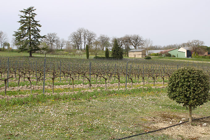 Vigne du Domaine Gayrard - Vins de Gaillac