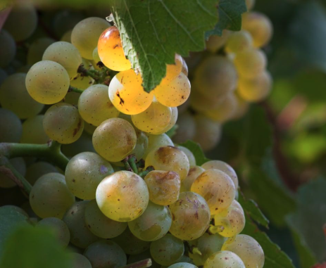 Mauzac, cépage utilisé dans la blanquette de Limoux